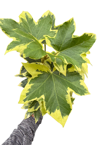 Variegated English Ivy | Trailing Plant with Cream & Green Leaves | House Plant Shop