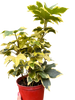 Variegated English Ivy | Trailing Plant with Cream & Green Leaves | House Plant Shop