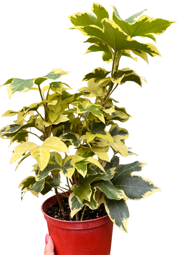 Variegated English Ivy | Trailing Plant with Cream & Green Leaves | House Plant Shop