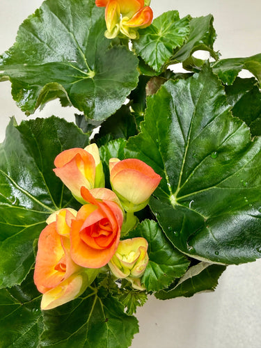 Begonia 'Reiger'