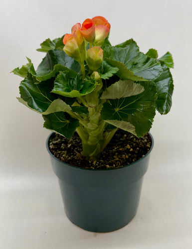 Begonia 'Reiger'
