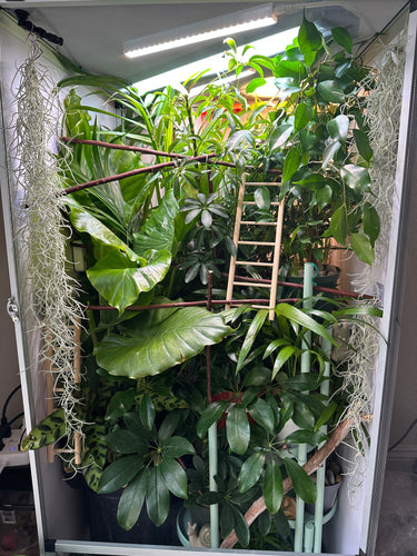 Size 16: 16x16x24 Deluxe All-In-One Automated Chameleon Kit