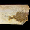 Phareodus sp. fossil (partial)