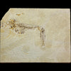Diplomystus and Knightia disarticulated fossil