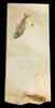 Knightia eoceana fossil (double)