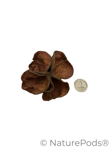 Land Lotus Pod