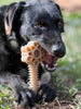 Honey Bone Dental Flower Tower - Indestructible Nylon Dog Chew Toy XL | USA