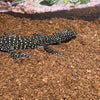 Varanus doreanus (Blue Tail Monitor Lizard)