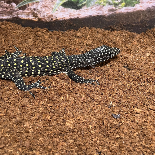Varanus doreanus (Blue Tail Monitor Lizard)