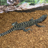 Varanus doreanus (Blue Tail Monitor Lizard)