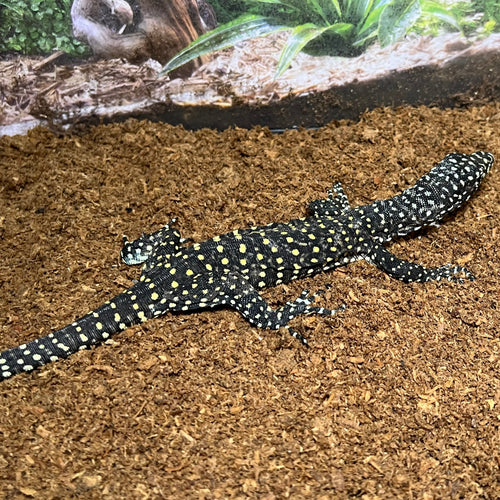 Varanus doreanus (Blue Tail Monitor Lizard)