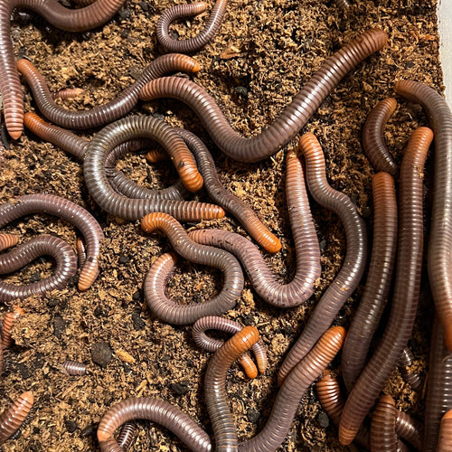 Spirostreptus servatius (Firehead Millipede)