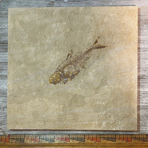 Diplomystus denata fossil #2-019