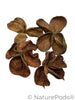 Land Lotus Pod