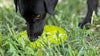 Citrus Design eMat - Enrichment Lick Mat For Dogs and Cats - with Suction Cups | USA Made