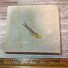 Knightia eocaena fossil #4-003