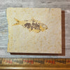 Knightia eocaena fossil #4-013