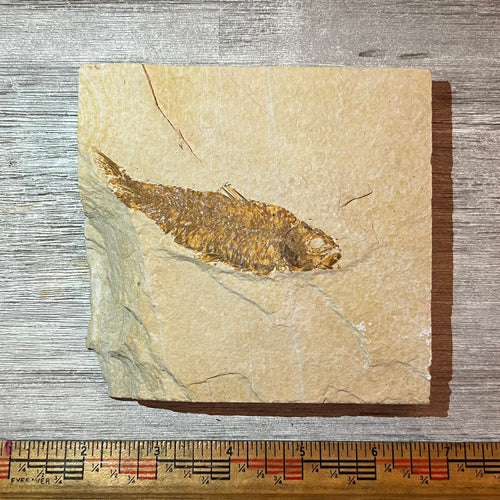 Knightia eocaena fossil #4-016