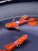 Albino Red Rose Guppy