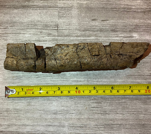 Triceratops rib 9 section - Morrison Formation #5-001