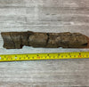 Triceratops rib 9 section - Morrison Formation #5-001