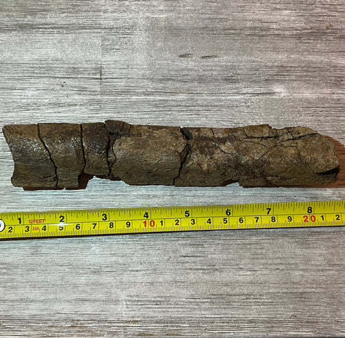 Triceratops rib 9 section - Morrison Formation #5-001