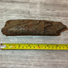 Triceratops rib 7 section #5-002