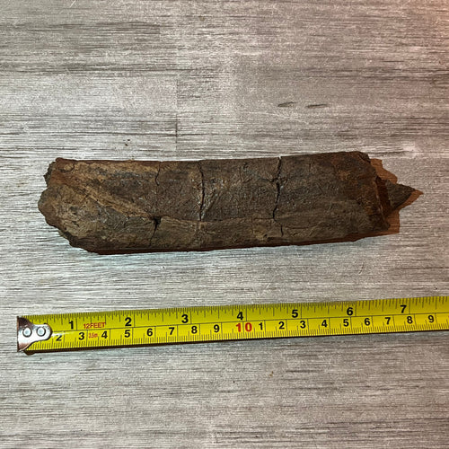 Triceratops rib 7 section #5-002
