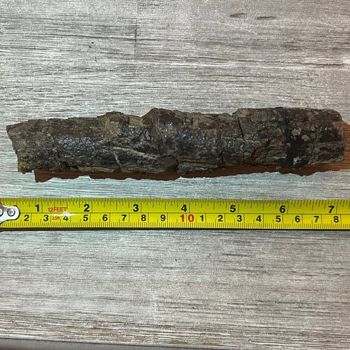 Camarasaurus rib 7 section #5-005
