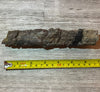 Camarasaurus rib 7 section #5-005
