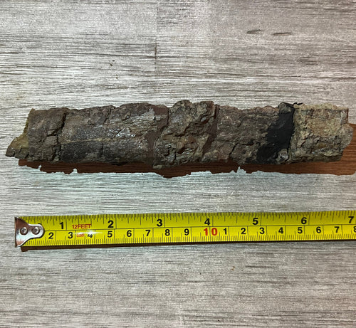 Camarasaurus rib 7 section #5-005