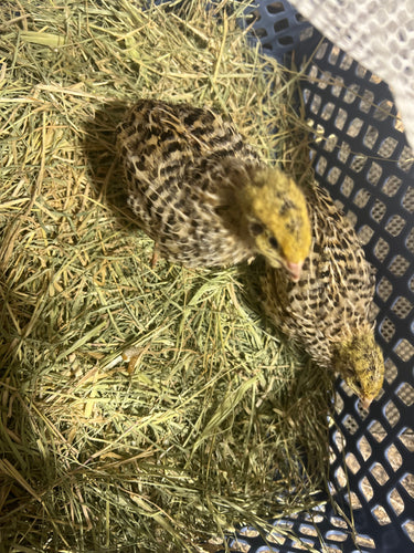 Jumbo Italian Quail Hatching Eggs
