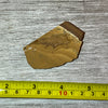 Cavenderichthys talbragarensis fish fossil #6-002
