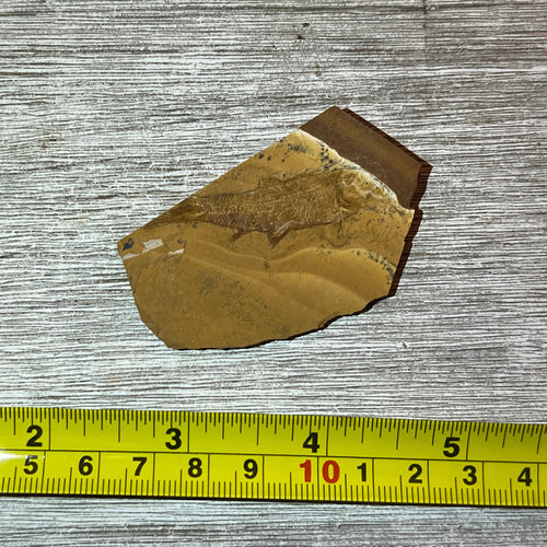 Cavenderichthys talbragarensis fish fossil #6-002
