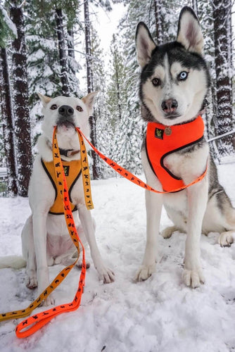 EcoBark Safety Orange Dog Leash- Padded Comfort Grip Leash with Dog Pattern - 4ft, 5ft, and 6ft Leash for Small and Medium Dogs
