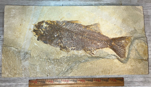 Mioplosus fossil 12+