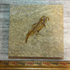 Knightia aspiration fossil #7-001