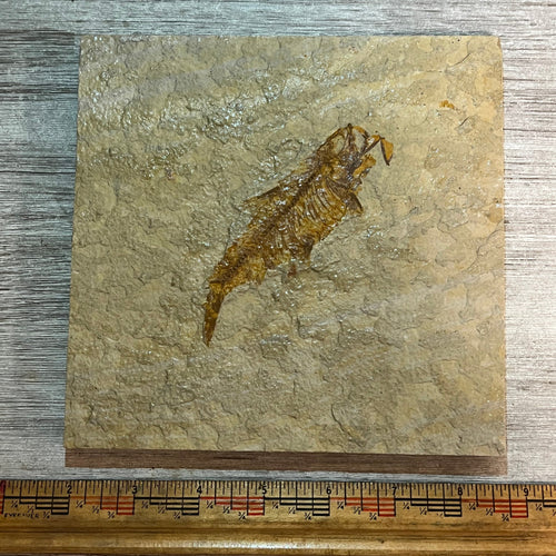 Knightia aspiration fossil #7-001