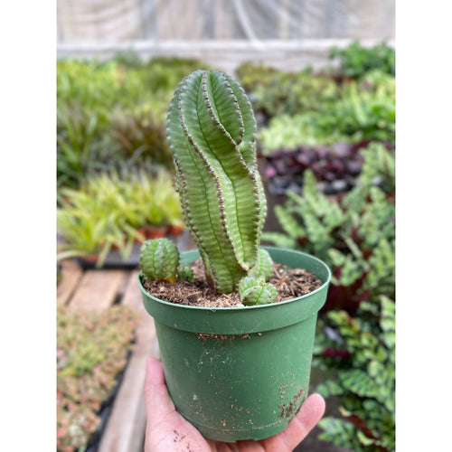 Euphorbia Mother Hubbard Cactus - 6 Pot