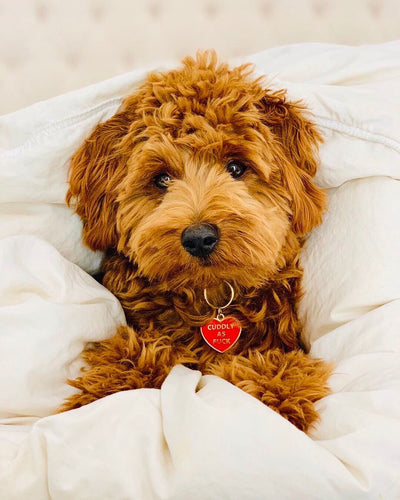 Cuddly Tag
