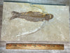 Mioplosus labracoides fossil #8-001