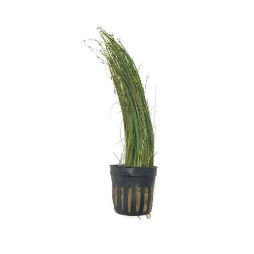 Giant Hairgrass (Vivipara)