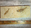 Double Knightia eocaena fossil #8-025