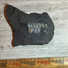 Pennsylvanian Fern fossil #9-001