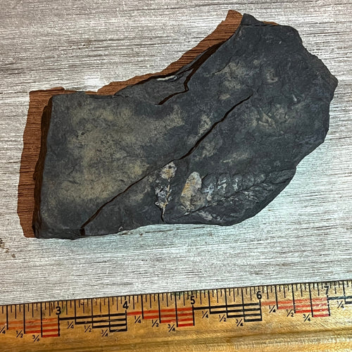 Pennsylvanian Fern fossil #9-004