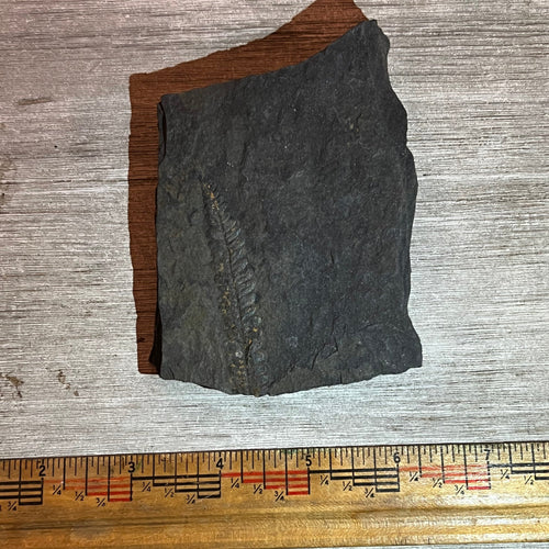 Pennsylvanian Fern fossil #9-006