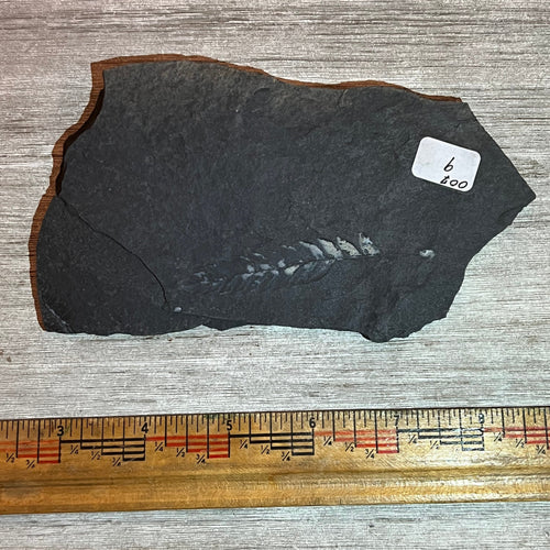 Pennsylvanian Fern fossil #9-007