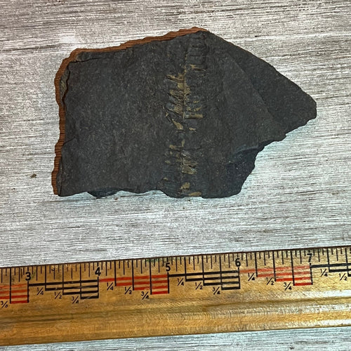 Pennsylvanian Fern fossil #9-008