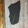 Pennsylvanian Fern fossil #9-011