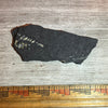 Pennsylvanian Fern fossil #9-016